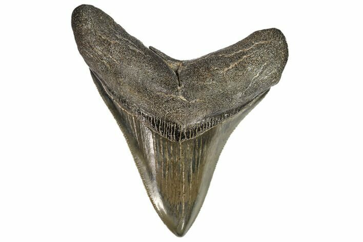 Serrated, Fossil Megalodon Tooth #107252